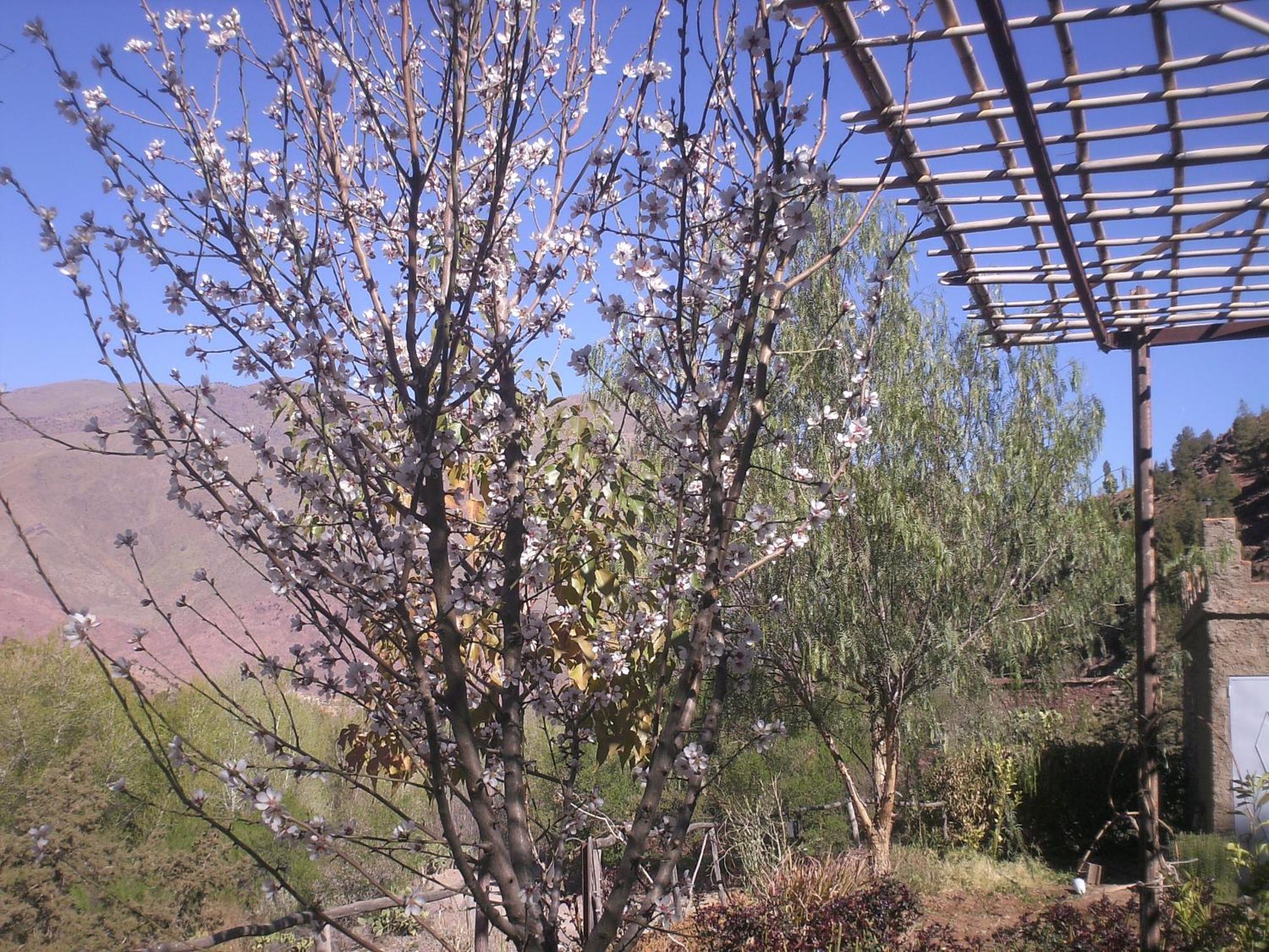 Auberge Tigmmi N'Tamazirte Ijjoukak Buitenkant foto